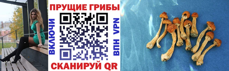 kraken ONION  Прокопьевск  Псилоцибиновые грибы Cubensis 